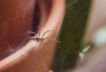 can-pest-control-help-with-spiders-in-meridian-homes?